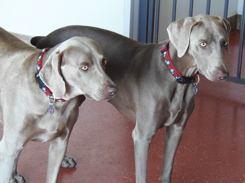 Dog Boarding Fur & FeathersFur & Feathers