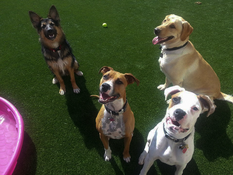 Dog Boarding Fur & FeathersFur & Feathers