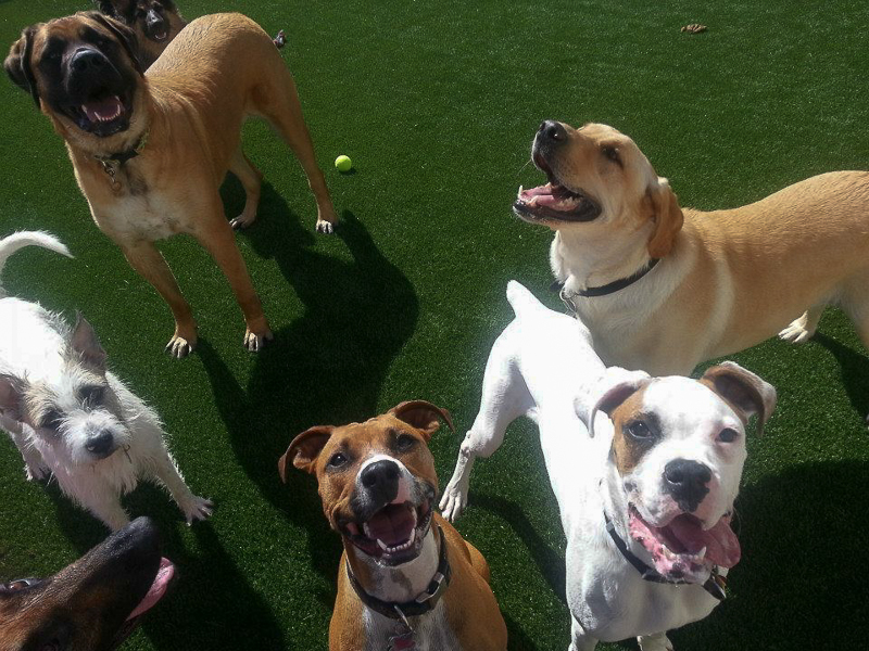 Dog Boarding Fur & FeathersFur & Feathers