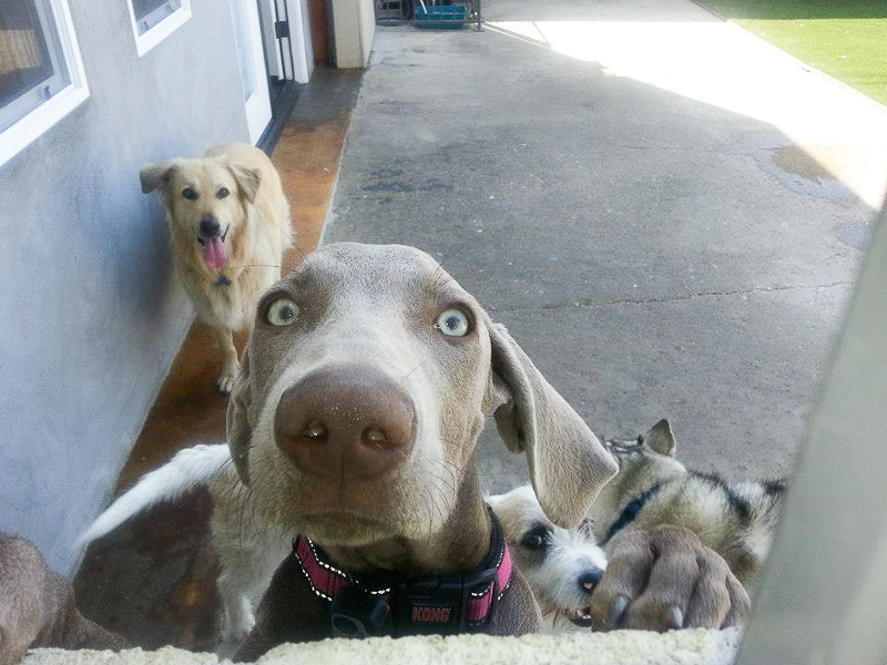 Dog Boarding Fur & FeathersFur & Feathers